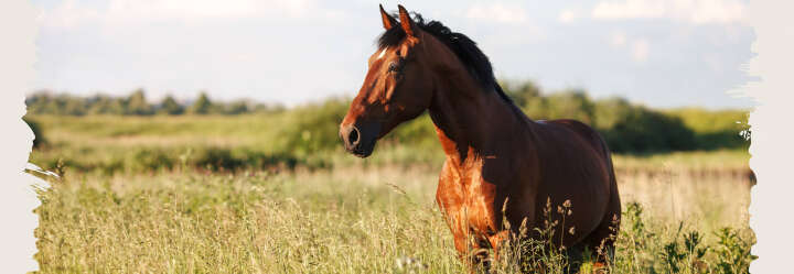 einstiegsbanner pferd pferdefutter mash derby